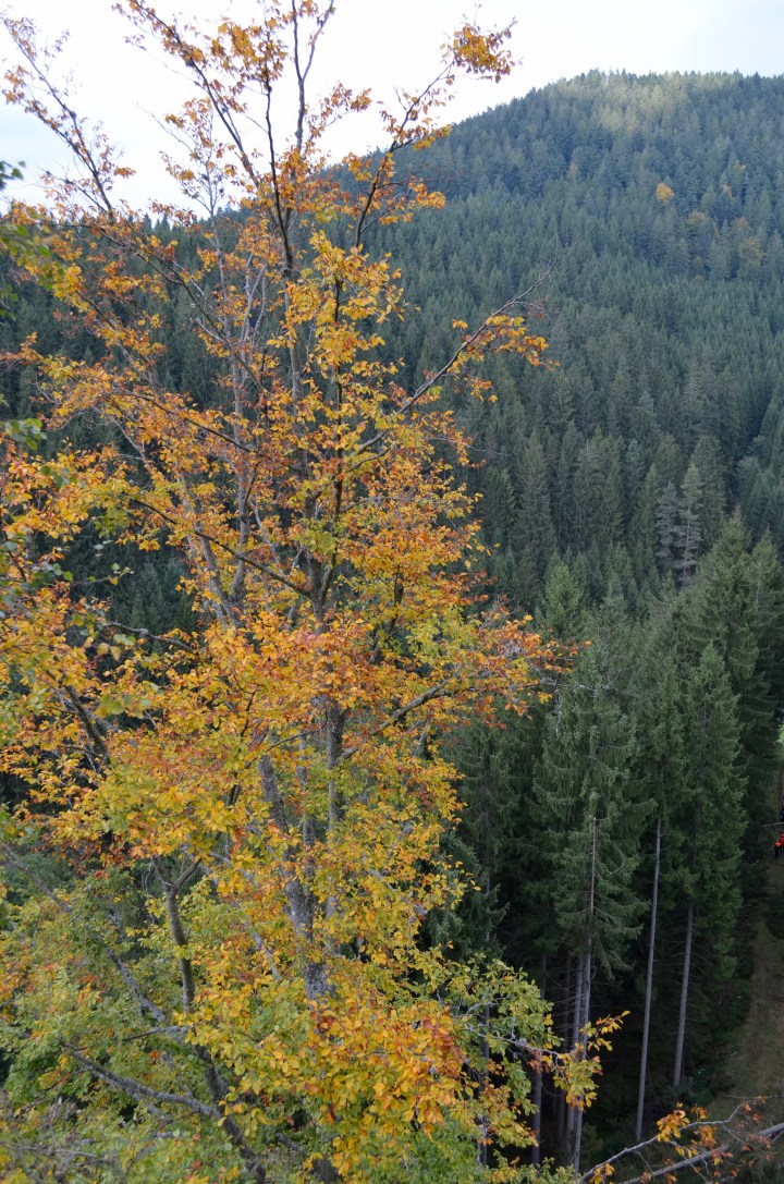 Those First Feelings of&nbsp;Fall